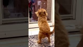 Mr. Potato is waiting for his mom to come home #dogs #doglover