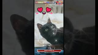 black cat lover /black cute cats funny