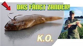 #Zander #angeln am Rhein, Tips & Tricks auf Köderfisch