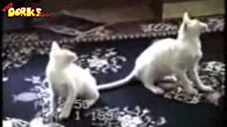 Videos chistosos de gatos