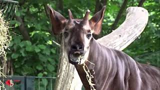 Okapi im Zoo Berlin