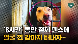 펜스에 8시간 끼어있던 강아지 빼내자 향한 곳