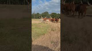 WATUSI COWS GRAZING W CALFS