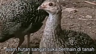 kandang yang cocok untuk ayam hutan