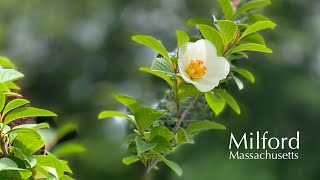 Bumblebee harvesting Japanese stewartia (Stewartia pseudocamellia) 2021.07.10