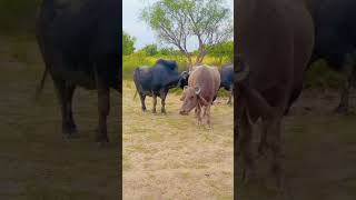 A Black and A Brown buffalo meeting #thar #animallover #animal