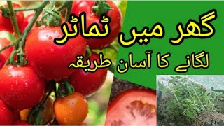 | How to Transplant TomatoTomatoLgane Ka  | Asaan Tarika/ tomato seedling |