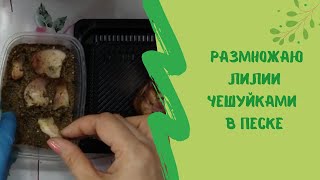 🌸☝Как  размножить лилии чешуйками в песке