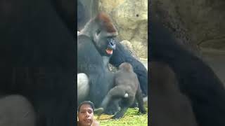 The gorilla daddy couldn't stand the two naughty kids and had to run away! #gorilla #shorts #memes