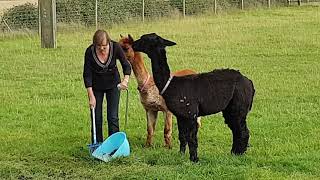 really cute alpacas, poo picking the Lindy Moors way