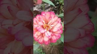 Zinnia flower#flowers #bollywood #newsong #love #youtubeshorts #ytshorts #music #trending #viral