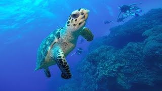 Mergulhos em San Miguel de Cozumel,(COZUMEL)Yucatan,México.