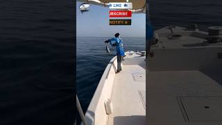 See how small tuna are caught in a unique way😱🎣 #fishvideo #fishing #foryou #fish #sea #tuna #uae