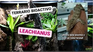 TERRARIO BIOACTIVO para Rhacodactylus LEACHIANUS 🦎