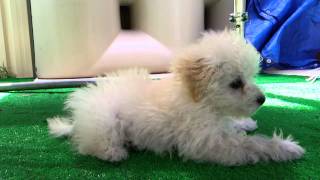 Deeva Bichon frise puppy Lion