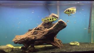 Hemichromis Elongatus fry update 08242016