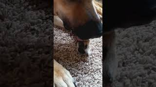 Dog trims her own nails.