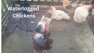 The 'Waterlogged' Chickens in Free Range #chicken #raisingchickens @Chickenchaos