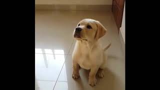 Cutest Animals! Cute Puppies Videos Compilation cute moment of Golden Retriever