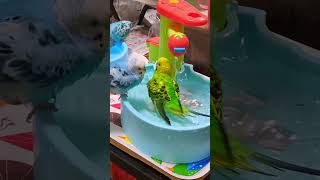 You Won't Believe How This Budgie Enjoys Bath Time! #birds  #viral #parakeet #parrot #shorts