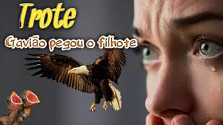 PASSANDO TROTE NA MINHA ESPOSA/GAVIÃO PEGOU O FILHOTE DE CANÁRIO