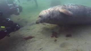 HOLLAND - Diving with a friendly seal