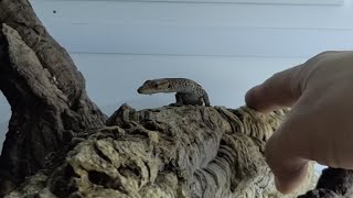 Baby Tristis Monitor Lizard, Interaction & Trust Building