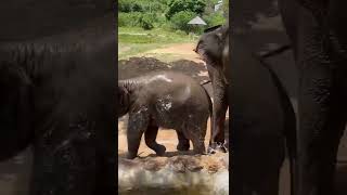 Luna had to take a shower after playing with her mother's food cake! #samuielephanthaven #babyluna