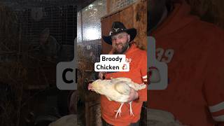 Will this chicken hatch some eggs? #canada #farming #broodychicken #broody #hatching #chicks