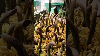 Banana MARCKET In Cuttack Odisha #banana #marcket #bananas #cuttack #fruits #shortsfeed #videoshorts