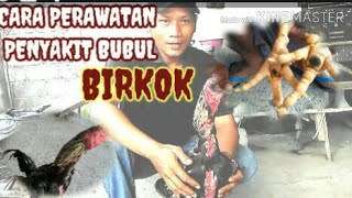 CARA PERAWATAN & PENYEMBUHAN PENYAKIT BUBUL BIRKOK