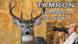 Tamron 150-500mm Di III VC VXD For Sony - Set-up for Wildlife & Initial Impressions - REAL WORLD