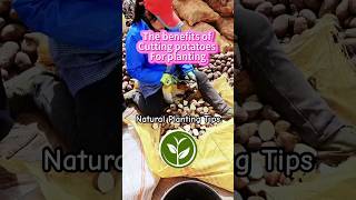 The benefits of cutting potatoes for planting #shortvideo #plants #garden #youtubeshorts #fruit