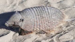 The Pink Fairy Armadillo: Tiny Desert Marvel