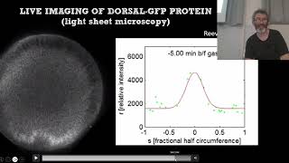 BCS_2024_Specificazione dell'asse dorsoventrale di Drosophila_II