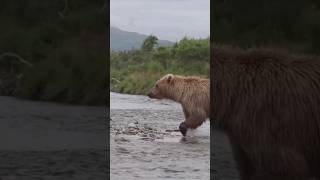 Bears are large, stocky animals with non-retractable claws. #bears # shorts #facts #animals