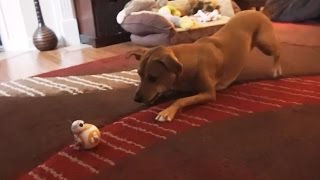 Dogs vs. BB-8