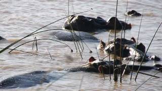 Hipopotamos en el Parque de los Pantanos de Santa Lucia (Sudafrica)