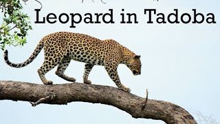 #tadobanationalpark | Tadoba Andhari Jungle Tour | Leopard | ताडोबा अंधारी टाइगर रिजर्व | तेंदुआ