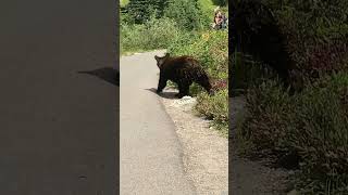 Bear on Rainier #Rainier #bear #mountains #nature by #trending