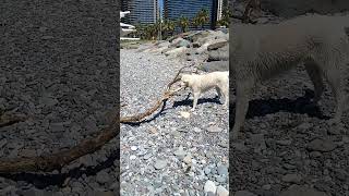 引っ張りっこ大好きシロタンでも、この流木は動かせないBatumi Georgia