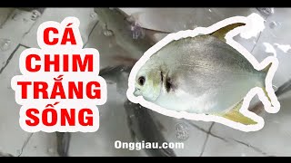 Bán Cá Chim Trắng Biển Sống Giá Sỉ Tại TpHCM