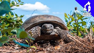 Finding Gopher Tortoises in West Palm Beach! | AWC Diaries