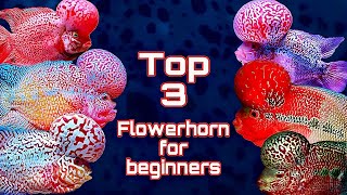 Top 3 best Flowerhorn for beginners 🔥 #flowerhorn #flowerhornfish