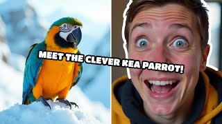 Meet the Clever Kea Parrot!