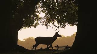 Red Deer and Roe Deer wildlife photography on the moors of Devon,