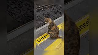 Mon chat veut prendre le métro