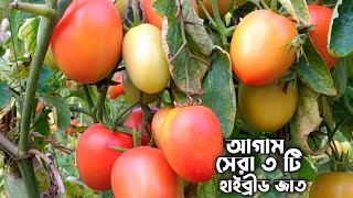 এই জাতের টমেটো চাষ করলে কোন দিন ঠকবেন না || সেরা আগাম ৩ টি হাইব্রীড টমেটোর জাত