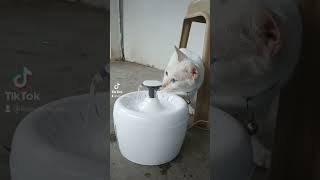 New Water Fountain for our cats 😍 #cats #catshorts #cutecat #kitten #shorts #shortvideo