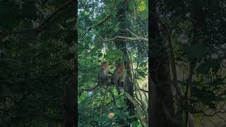 Monkeys @Athirapally #animals #money #wildlife